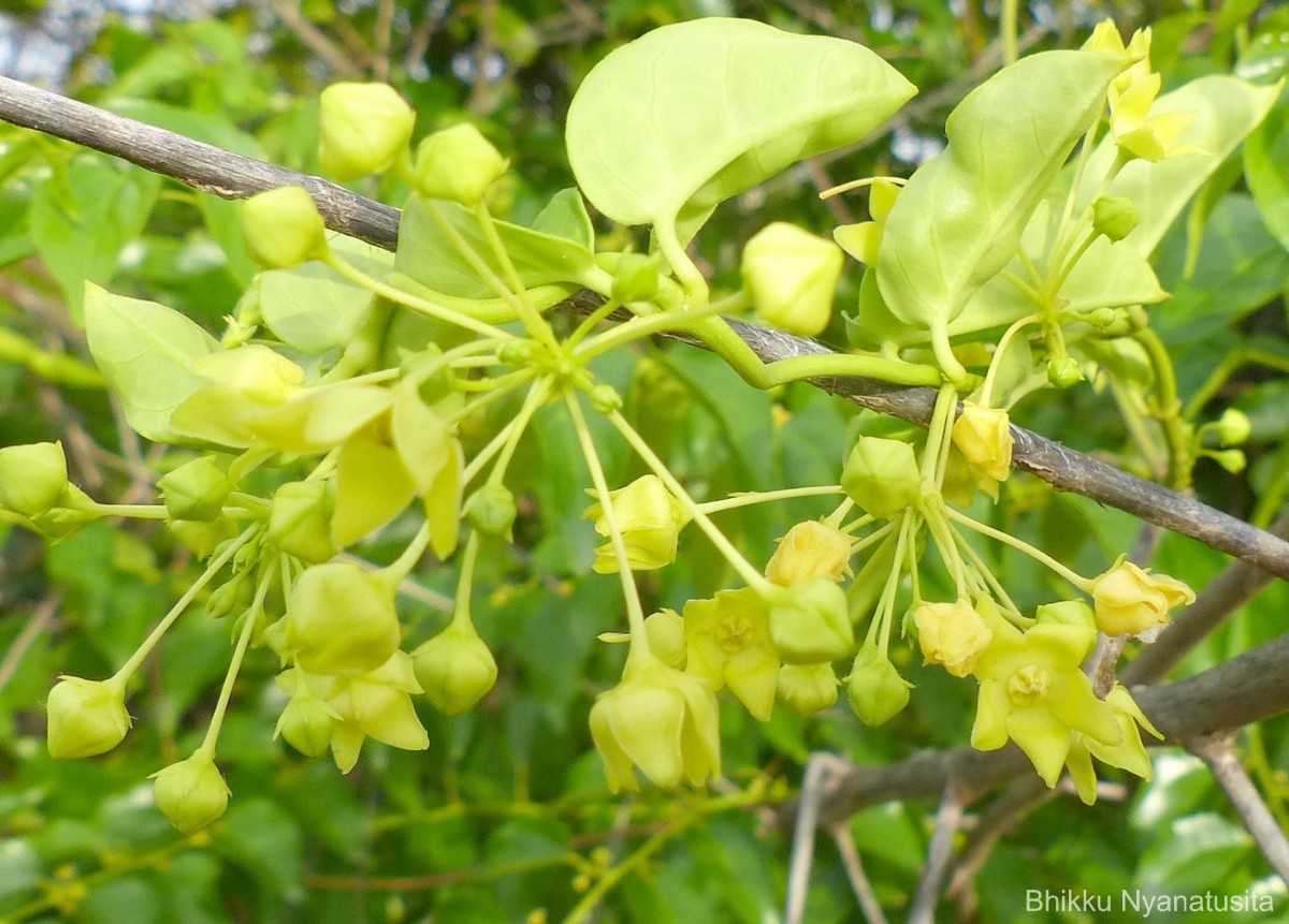 Vincetoxicum indicum (Burm.f.) Mabb.